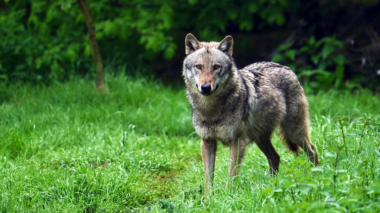 Ein Europäischer Grauwolf steht auf einer Waldlichtung in Sachsen - Wölfe kehren nach Deutschland zurück