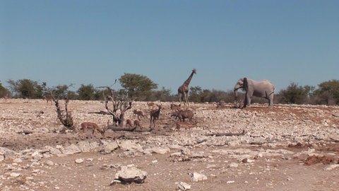 Eine Gruppe verschiedener Tiere trinkt an einer Wasserstelle in der afrikanischen Savanne