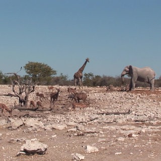 Eine Gruppe verschiedener Tiere trinkt an einer Wasserstelle in der afrikanischen Savanne