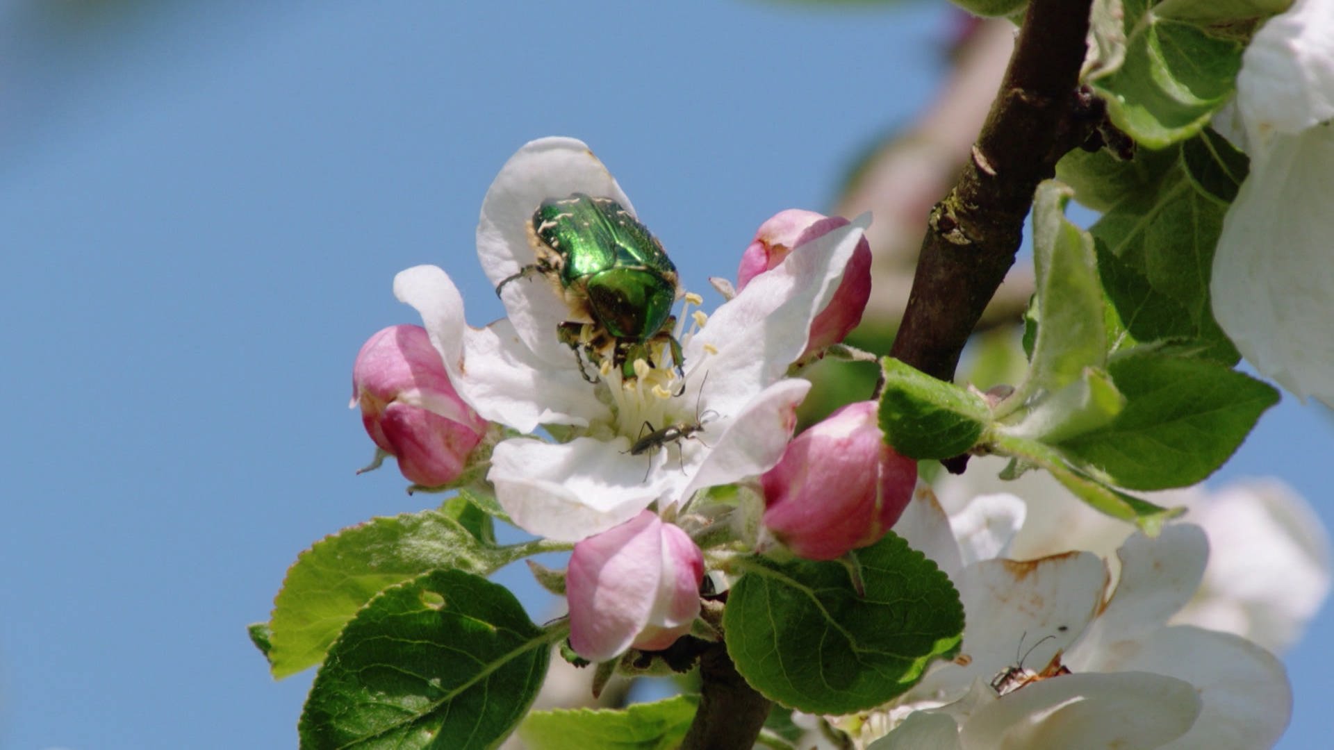 Ein großer Käfer sitzt auf einer Apfelbaumblüte.