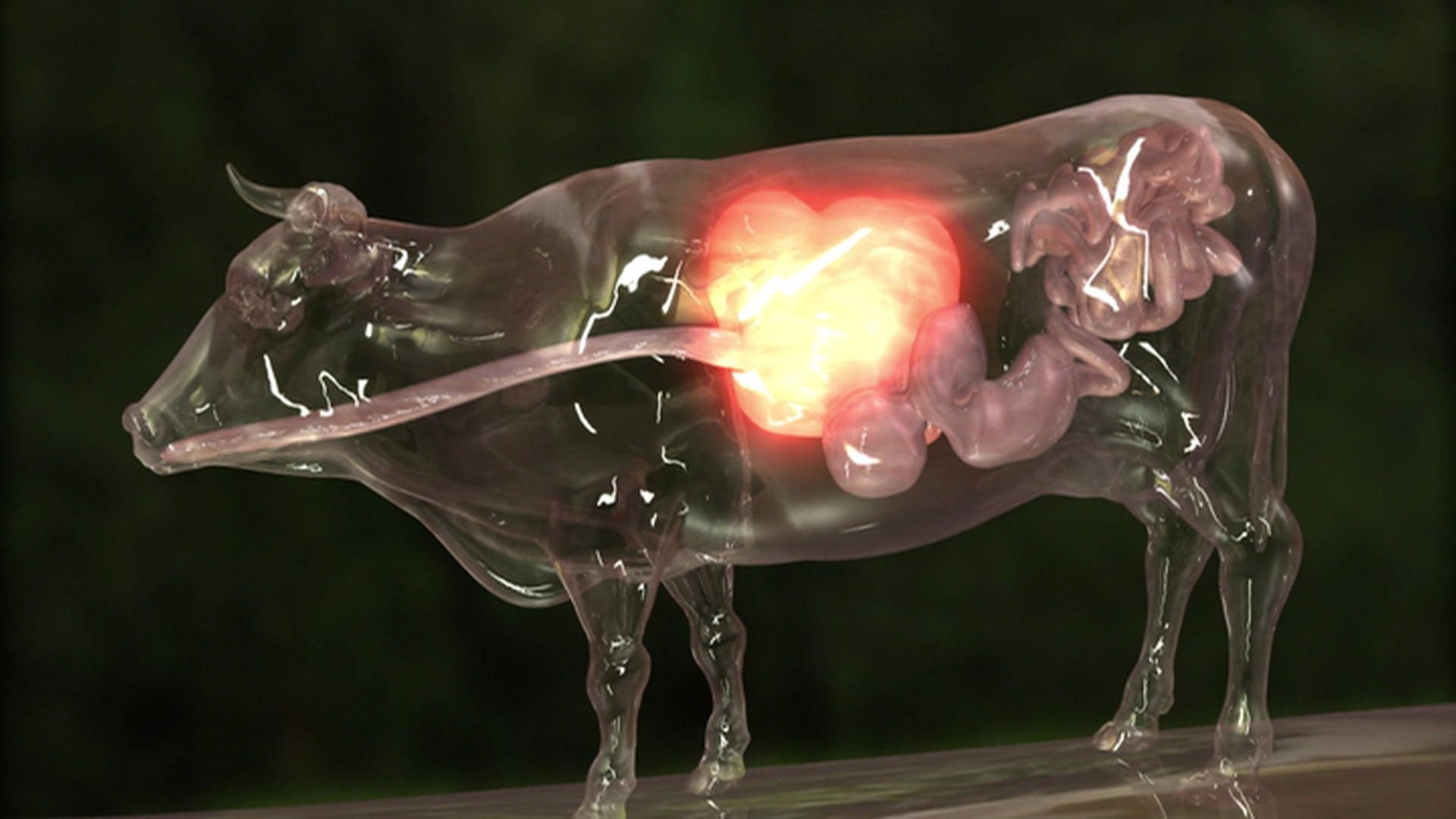 Animation des Innenlebens einer Kuh, in der die verschiedenen Mägen sichtbar sind.