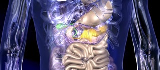 CG-Animation eines durchsichtigen Körpers, in dem Verdauungsorgane hervorgehoben sind.