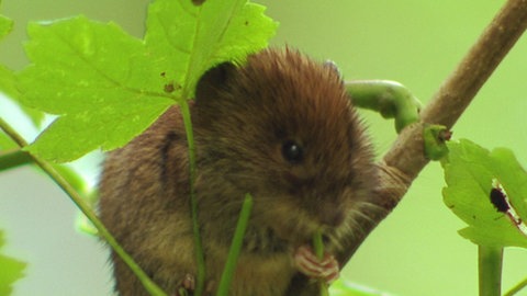 Warum sind Auwälder wichtig? · Frage trifft Antwort