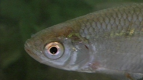 Leben im Fließgewässer · Natur nah