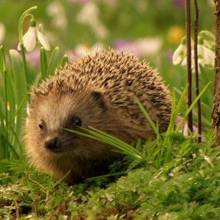 Leben im Garten · Tiere und Pflanzen