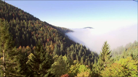 Wie unterscheiden sich Fichte und Tanne? · Frage trifft Antwort