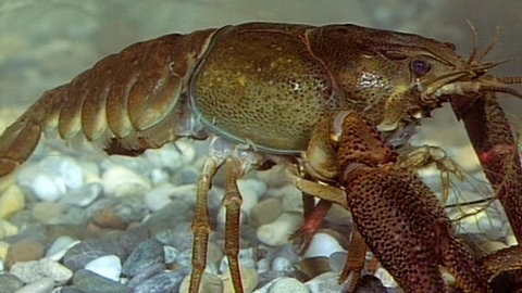 Der Flusskrebs · Natur nah