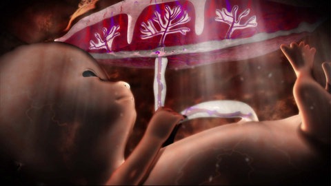 Wie ernährt sich ein Baby im Mutterleib? · Frage trifft Antwort