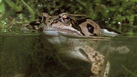 Ein Bergrutsch schafft Lebensraum · Natur nah