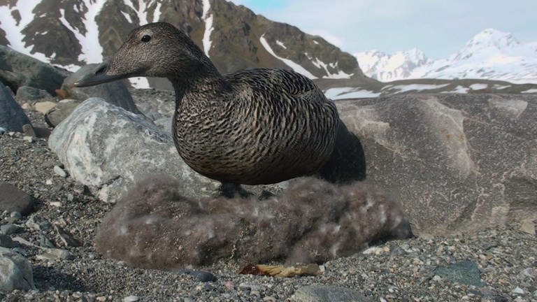 Norwegen: Rückkehr zu den Enteninseln · Naturparadiese mit Zukunft