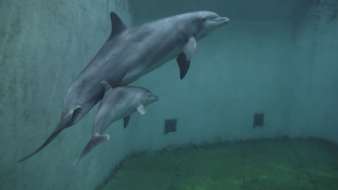 Tierisches Familienleben · Tiere im Zoo