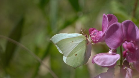 Ein Schmetterling an einer Erbsenblüte.