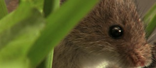 Im Reich der Mäuse · Natur nah