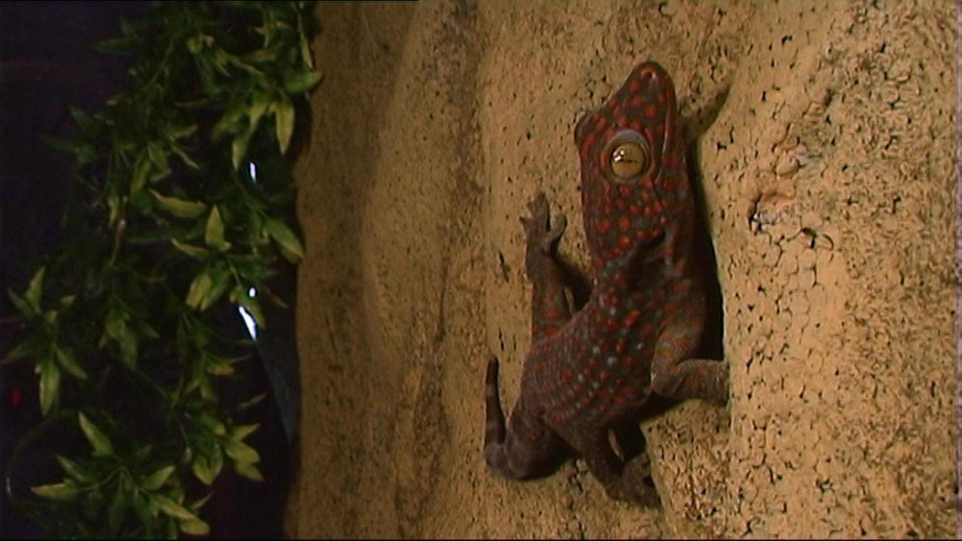 Wie können Geckos an der Scheibe hängen? · Frage trifft Antwort