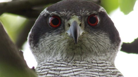 Großaufnahme eines Habichts