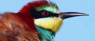 Kopf eines Bienenfressers (Vogel) vor blauem Himmel in Nahaufnahme