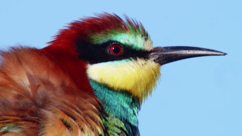 Kopf eines Bienenfressers (Vogel) vor blauem Himmel in Nahaufnahme