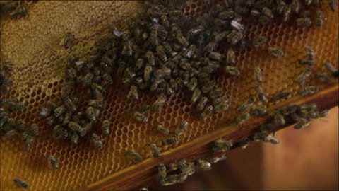 Kann man Kot essen? · Frage trifft Antwort