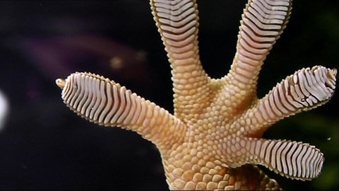 Klebekünstler · total phänomenal