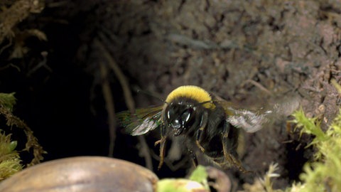 Wie lebt eine Erdhummel? · Frage trifft Antwort