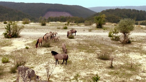 Was ist eine Urzeitweide? · Frage trifft Antwort