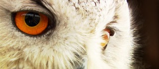 Superaugen (Fassung 2019) · total phänomenal