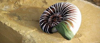 Wie entsteht ein Fossil? · Frage trifft Antwort