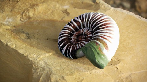 Wie entsteht ein Fossil? · Frage trifft Antwort