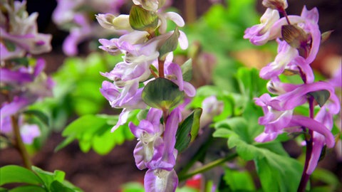 Das geheimnisvolle Leben der Waldpflanzen · Natur nah