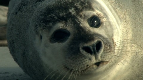 Lebensraum Nordsee · Natur nah