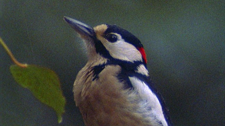 Vögel im Winter · Tiere und Pflanzen