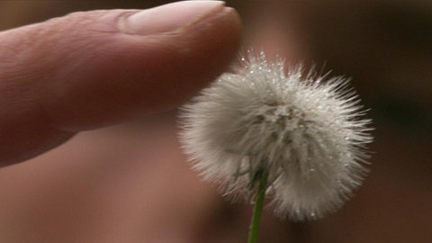 The Sense of Touch · Totally Phenomenal