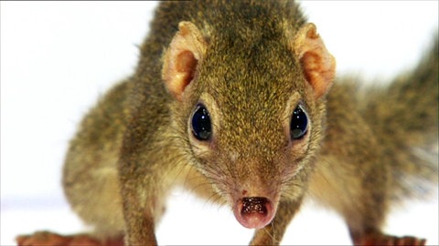 Vom Ein- zum Vielzeller · Das Tier in Dir