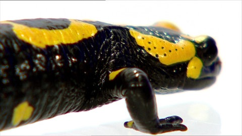 Vom Reptil zum Säuger · Das Tier in Dir