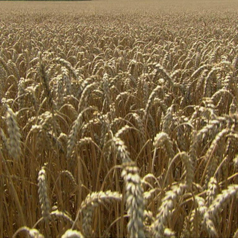 Wie wird aus Weizen Mehl? · Frage trifft Antwort