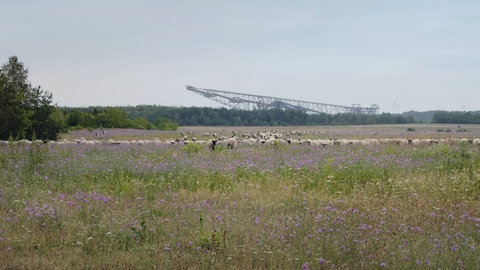 Blick über eine Wiese auf einen Braunkohlebagger