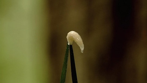 Winzlingen auf der Spur · total phänomenal