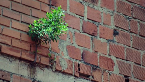 Medellín: Ernten im Asphaltdschungel · Big Cities