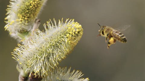 Eine Honigbiene fliegt die Blüte einer Weide an 