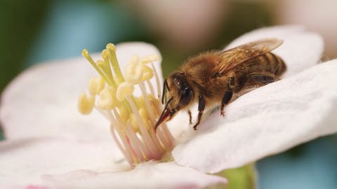 Eine Biene sitzt auf einer Apfelblüte und leckt mit ihrer Zunge Nektar auf 