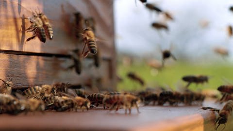 Viele Bienen verlassen den Bienenstock und fliegen los  (Foto: SWR, Standbild aus der Sendung)