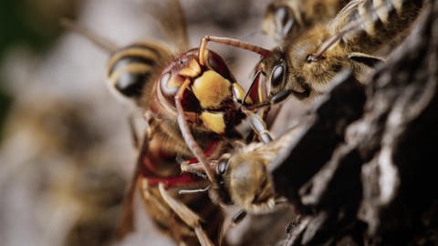 Mehrere Bienen attackieren eine Hornisse 