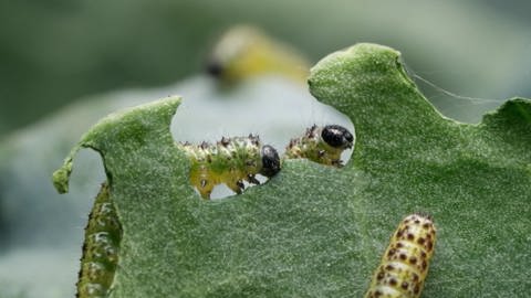 Raupen des Kohlweißlings (Schmetterling) fressen an einem Blumenkohlblatt  (Foto: SWR, Standbild aus der Sendung)