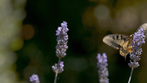 Ein Schwalbenschwanz (Schmetterling) nutzt seinen Saugrüssel, um den Nektar einer Lavendelblüte zu trinken  (Foto: SWR, Standbild aus der Sendung)