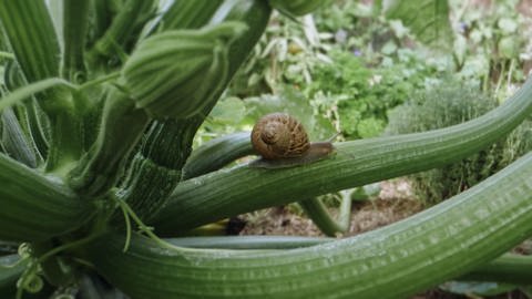 Eine Schnecke kriecht durch ein Gemüsebeet  (Foto: SWR, Standbild aus der Sendung)