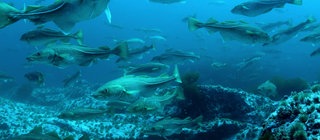 Nachhaltige Fischerei