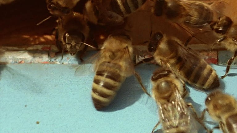 Im Staat der Honigbienen · Tiere und Pflanzen