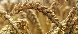 Von der Aussaat bis zur Ernte · Weizen