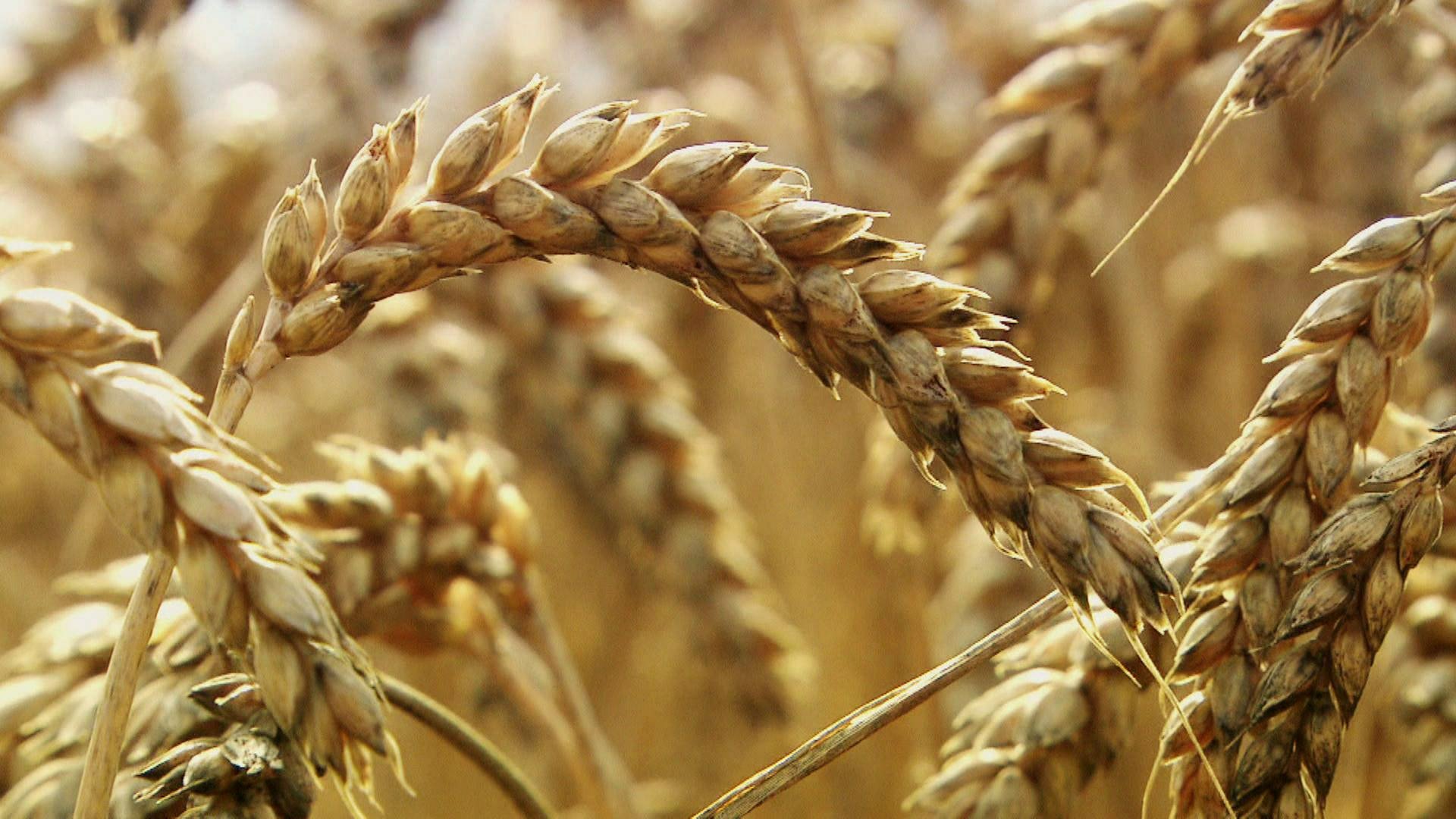 Von der Aussaat bis zur Ernte · Weizen