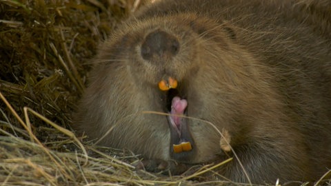 Ein Bieber gähnt in die Kamera und zeigt dabei seine großen Schneidezähne.